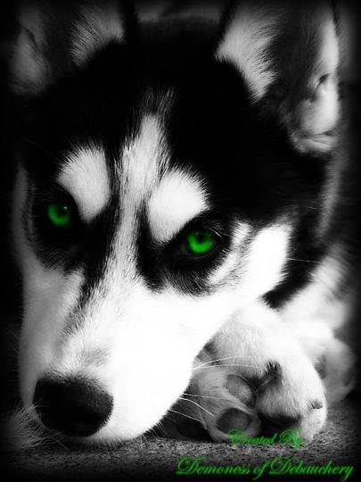 Green eyed husky