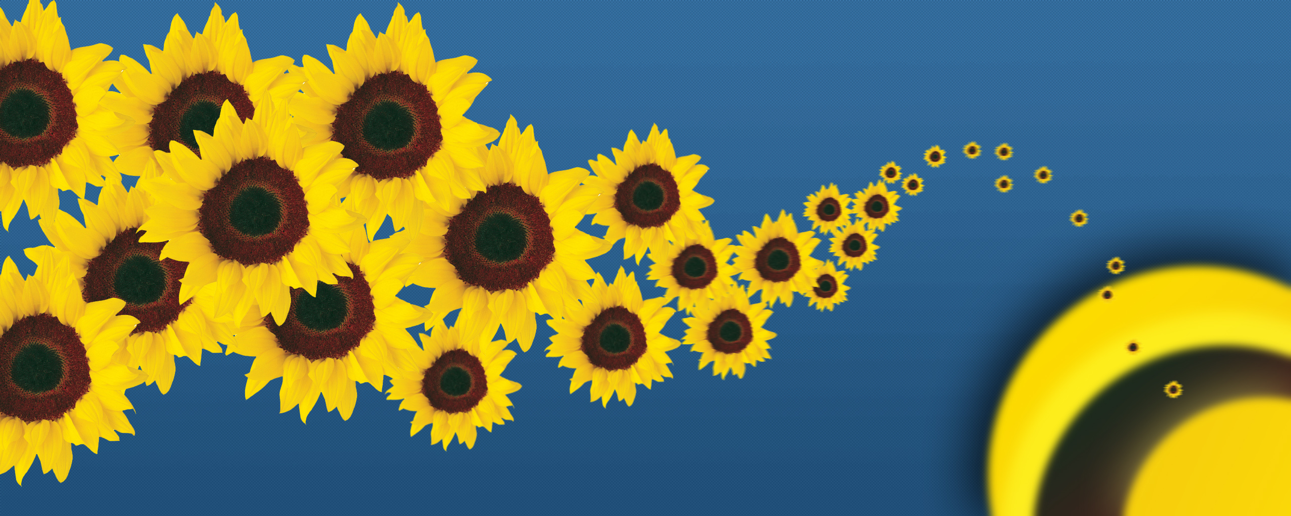 Sunflower Spawning