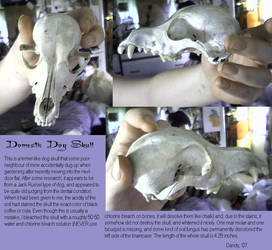 Domestic Dog Skull