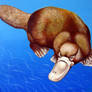 Platypus