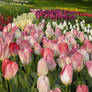 Twirling Tulips 8