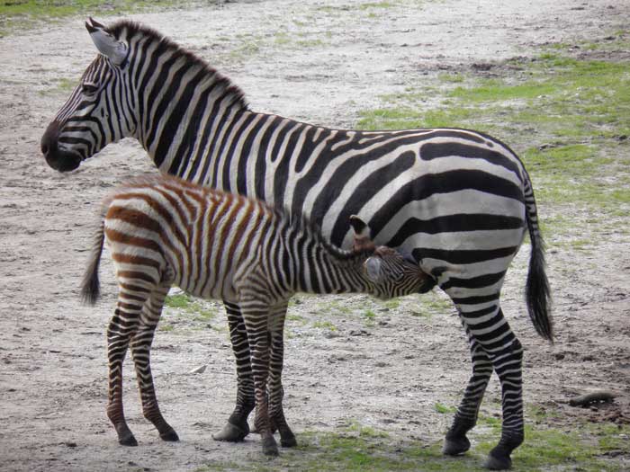 Drinking zebra baby