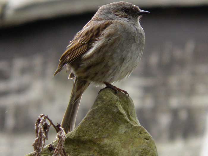 Garden bird 1