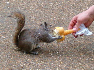 Squirrel eating icecream