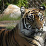 Burgers Zoo tiger 3