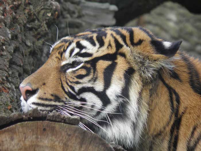 Burgers Zoo tiger 4