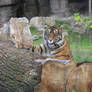 Burgers Zoo tiger 8