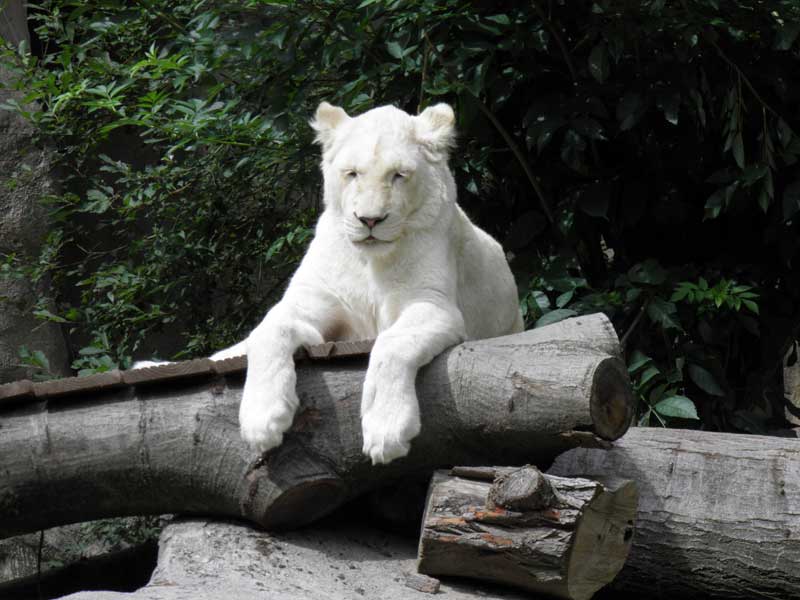 White lion 1