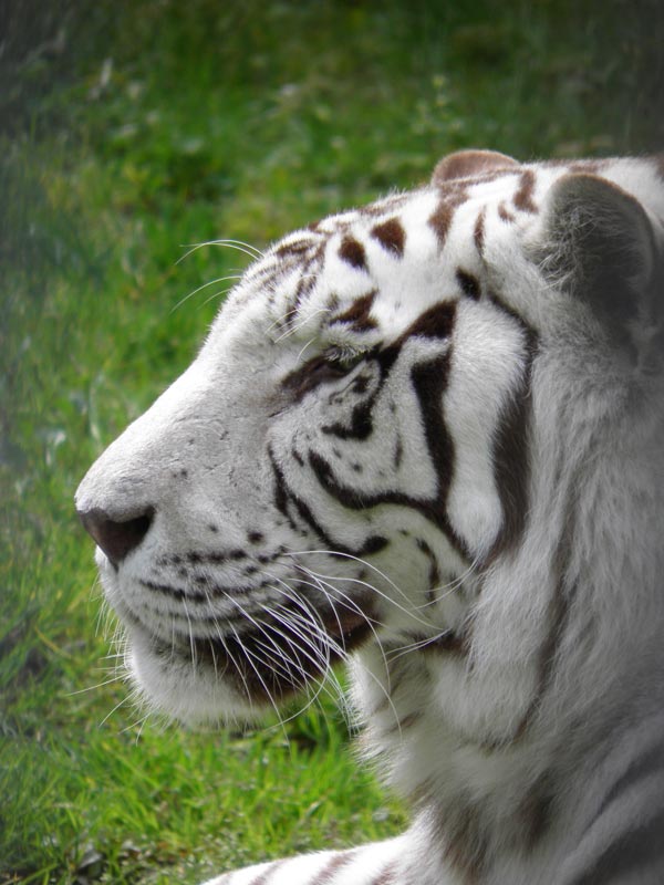 White tiger