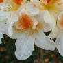 Rhododendrons reverie 7