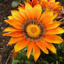 Crazy Gazania 1