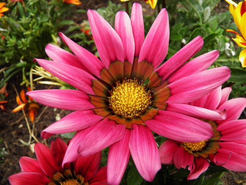 Crazy Gazania 2