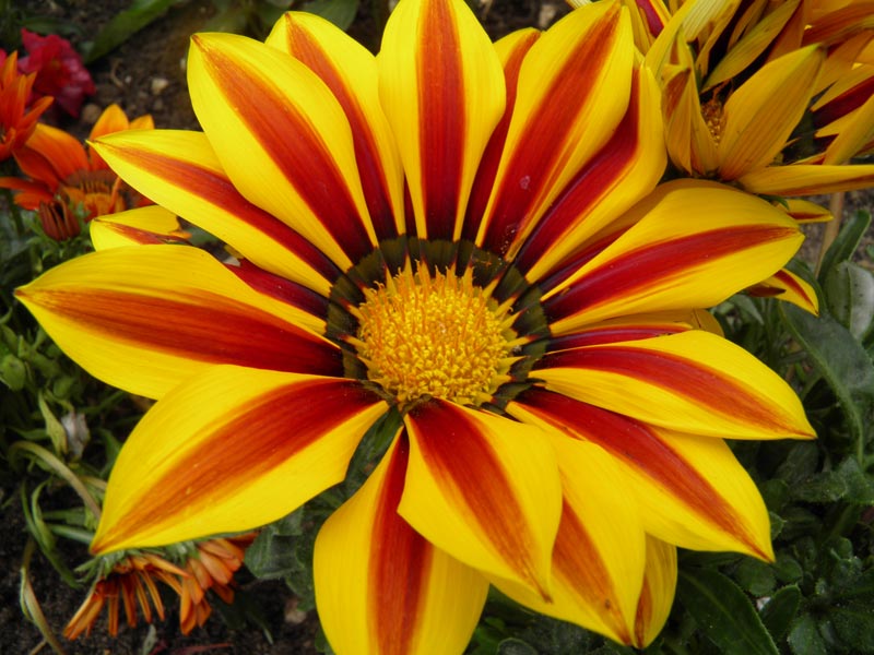 Crazy Gazania 3