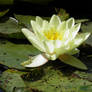 Waltzing Waterlillies 4