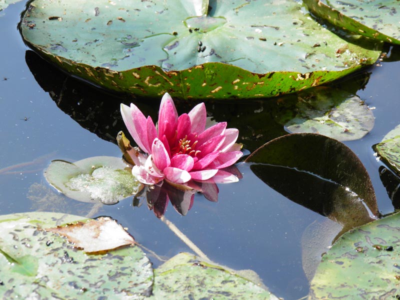 Waltzing Waterlillies 6