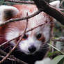 Little red panda 2