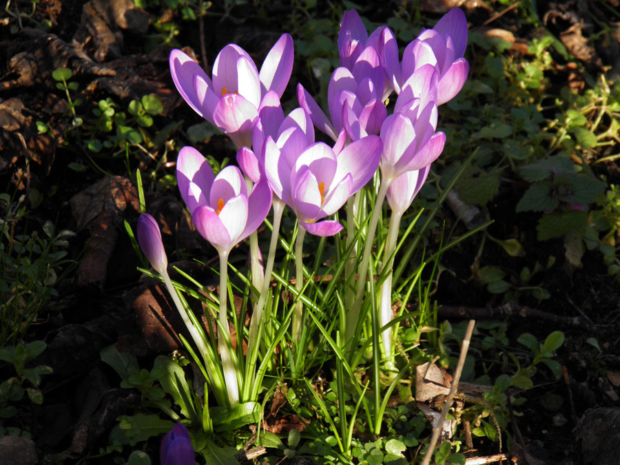 Crocusses in the February sun