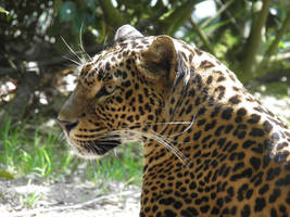 Sri Lanka panther