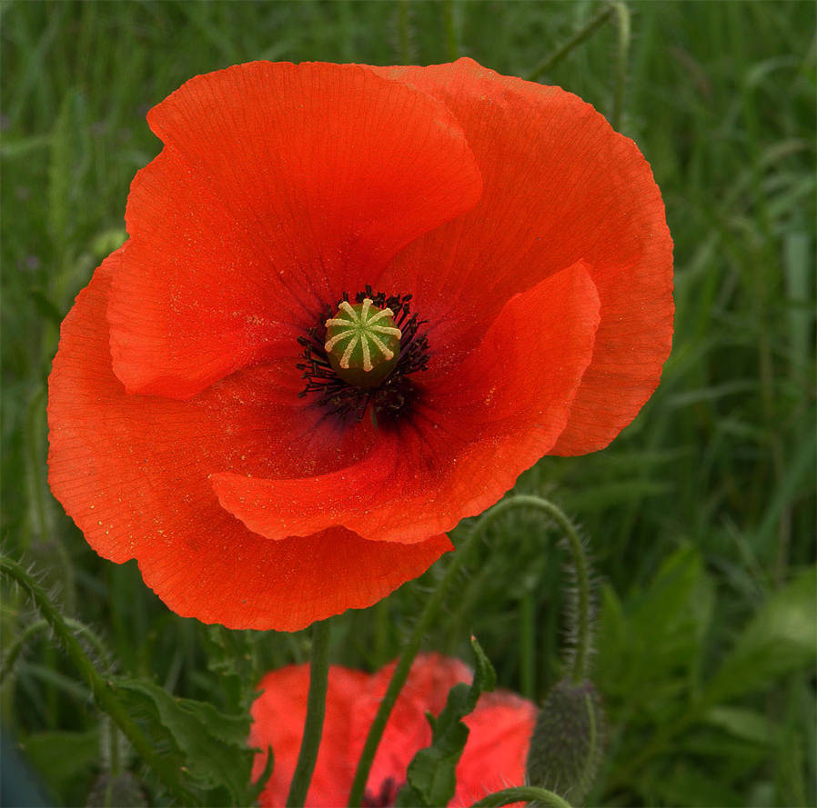 Poppy Power by JanuaryGuest on DeviantArt