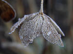 Winter parasol by JanuaryGuest