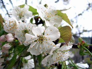 Cherry flowers