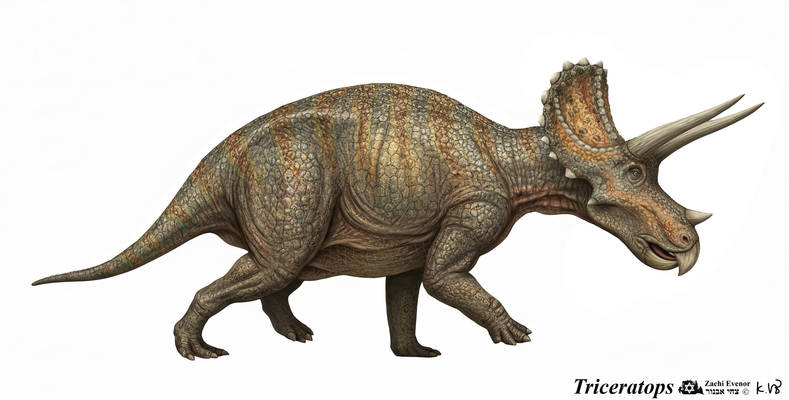 Triceratops by Zachi Evenor