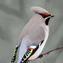 Bohemian Waxwing