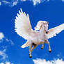 White Pegasus