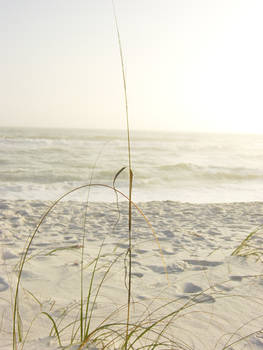 Beauty and the Beach