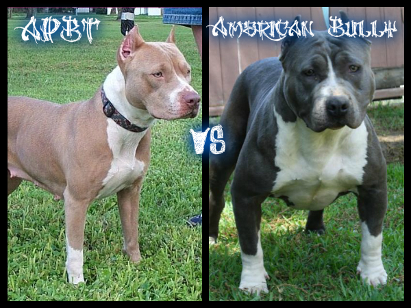 the difference between apbt and amstaff