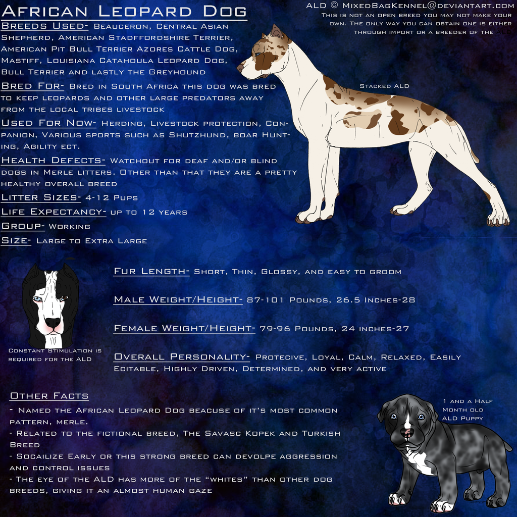 African 2024 leopard dog