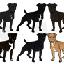 Patterdale Terrier Imports- Open