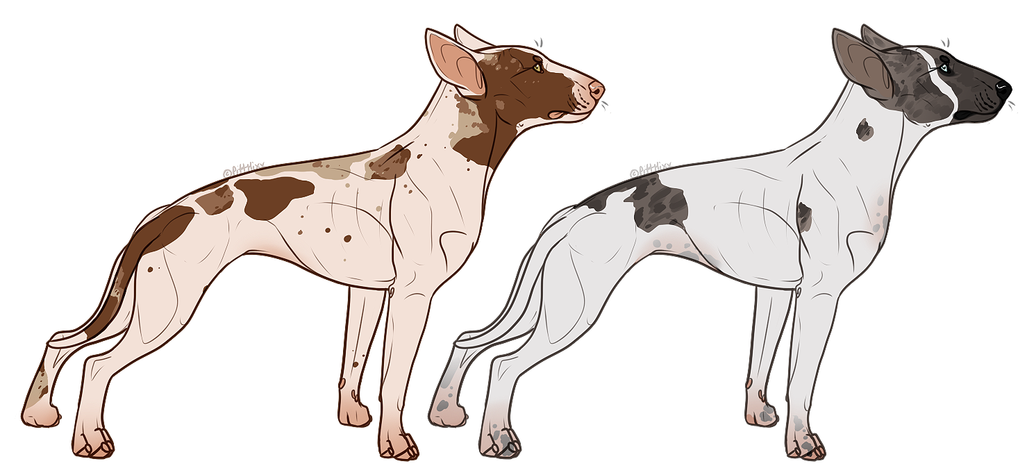 Merle Bull Terriers Open by spacepitbull on DeviantArt