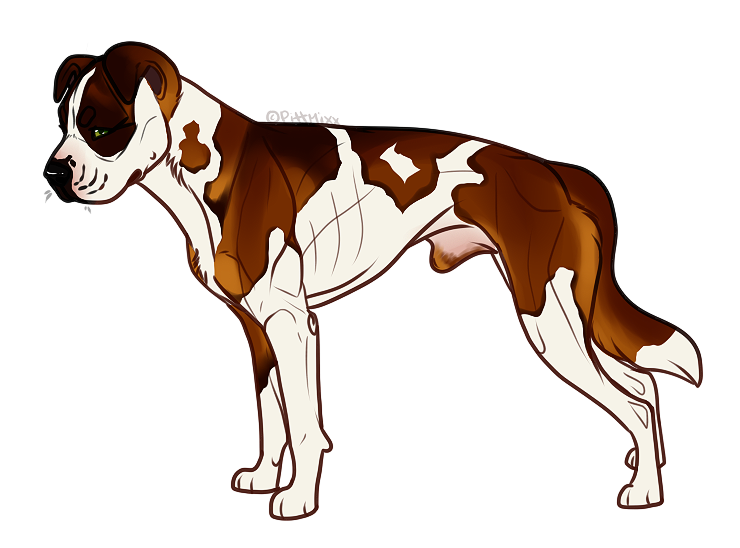 American bulldog best sale border collie