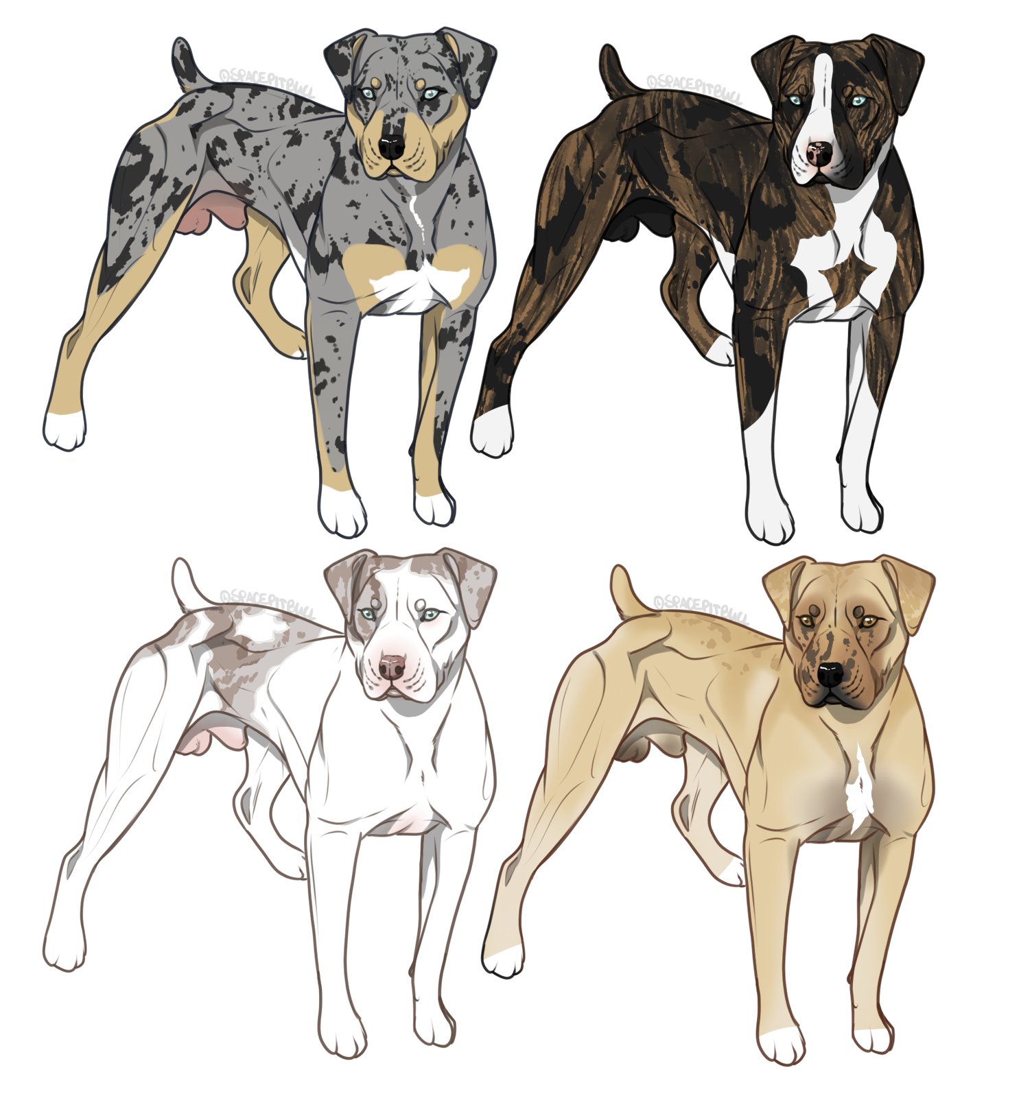 Catahoula Bulldog Imports On Hold by spacepitbull on DeviantArt
