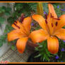 Tiger Lilly