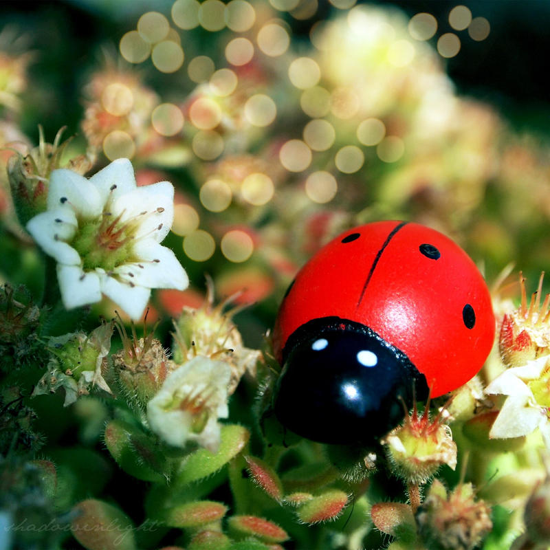 Ladybird Love 2