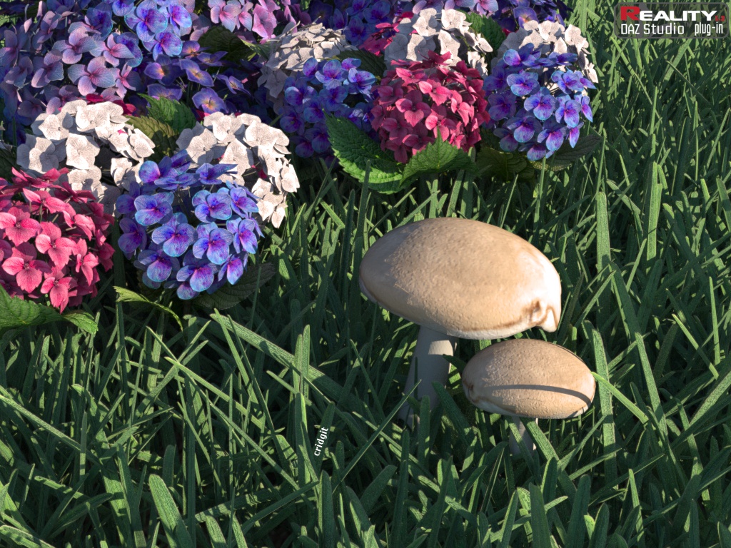 Mushroom