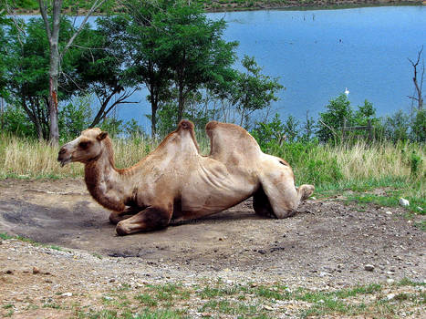 Camel 2