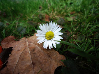 Flowers and Nature