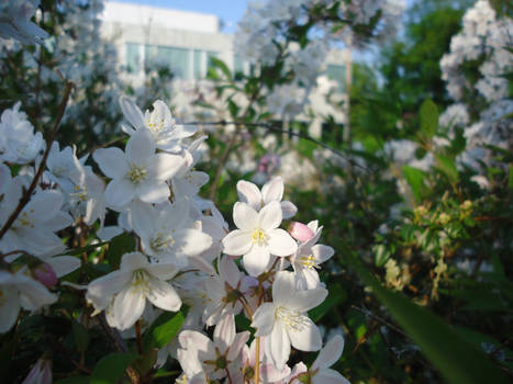 Flowers and Nature