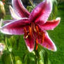 Tiger lily grown in my garden