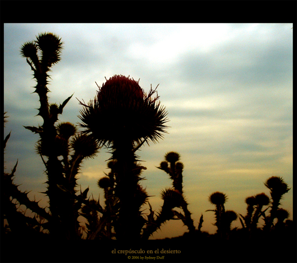 el crepusculo en el desierto