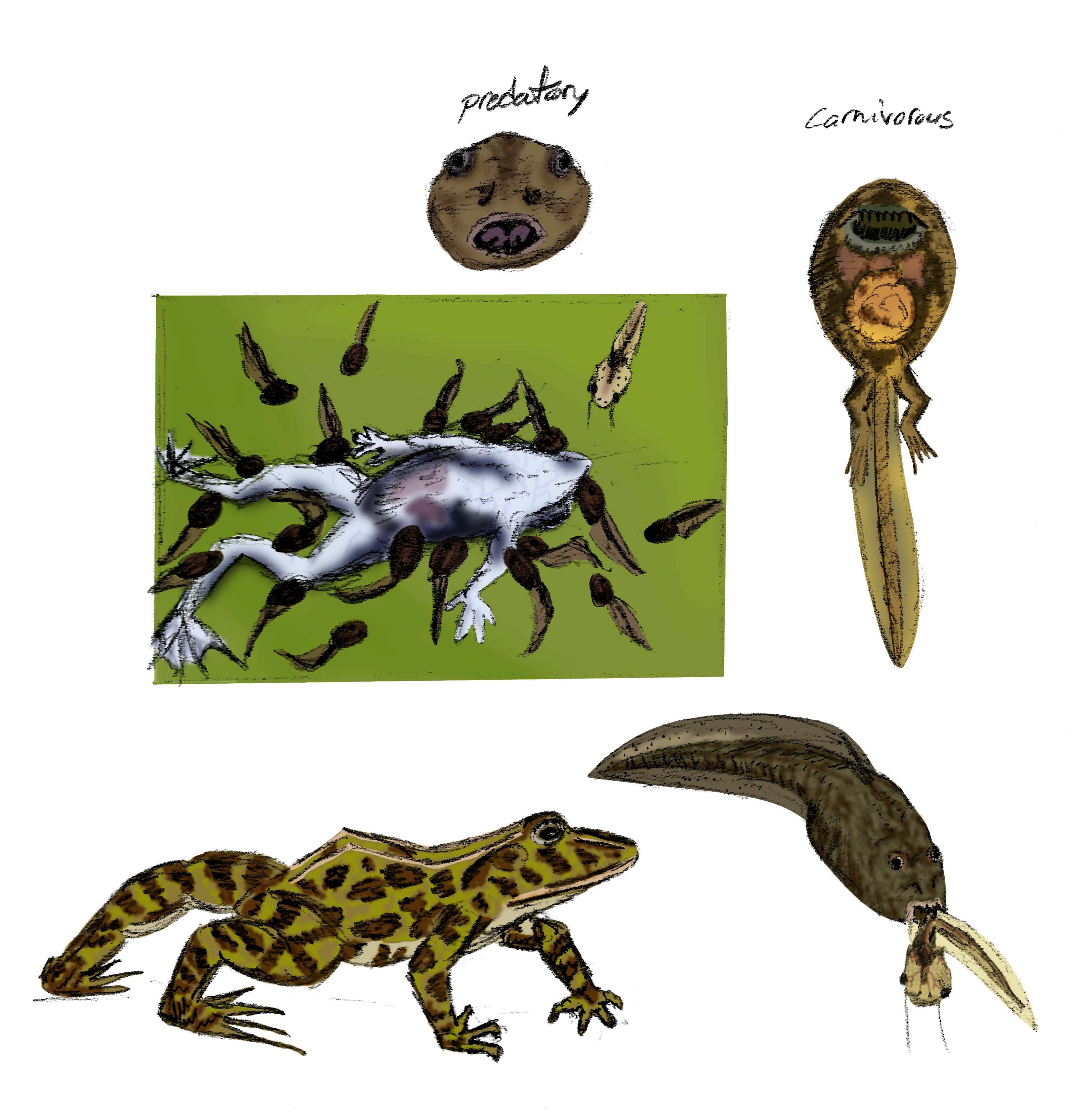 Frog leopard cycle deals