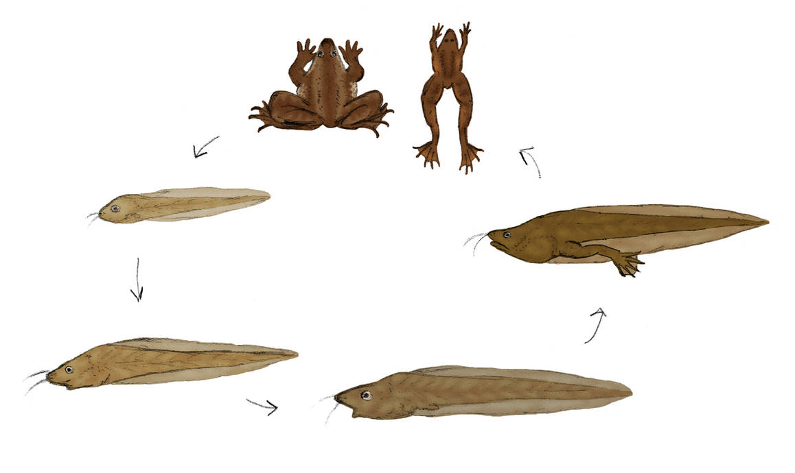 Frog Planet - Mayfrogs by bicyclefrog on DeviantArt