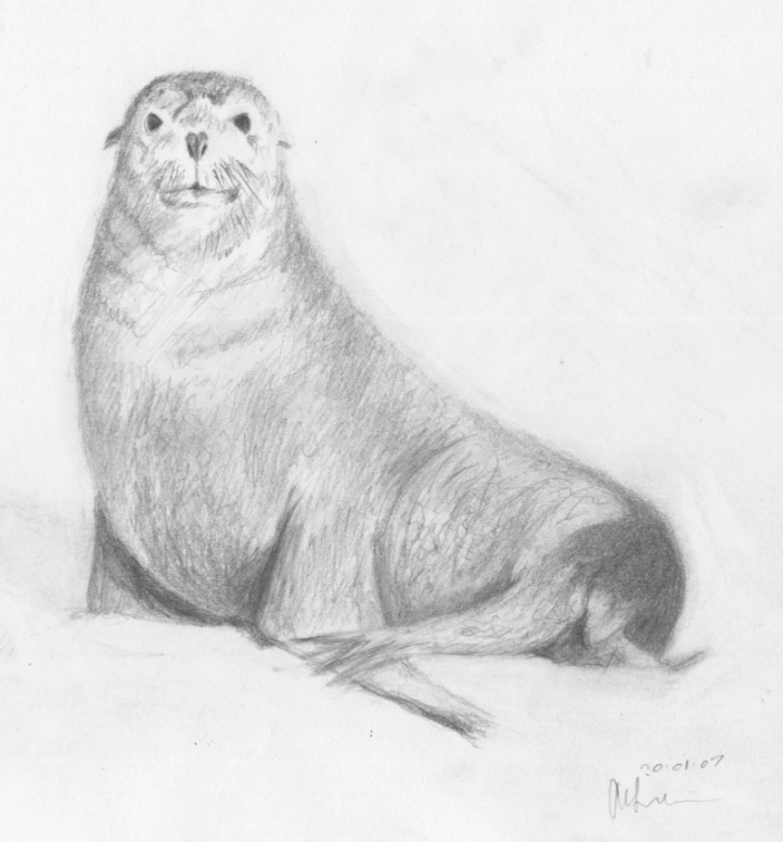 Animal Sketch I - Sea Lion by oryza on DeviantArt