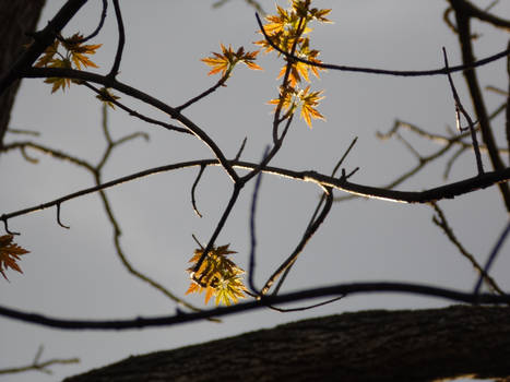 Fire Leaves