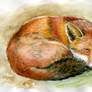 Sleeping Red Fox