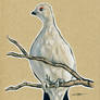 Birds 02 - Willow Ptarmigan