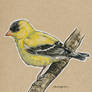 Birds 15 - Goldfinch